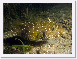 IMG_6956-crop * White-Spotted Puffer (Arothron hispidus) * 2952 x 2214 * (1.82MB)